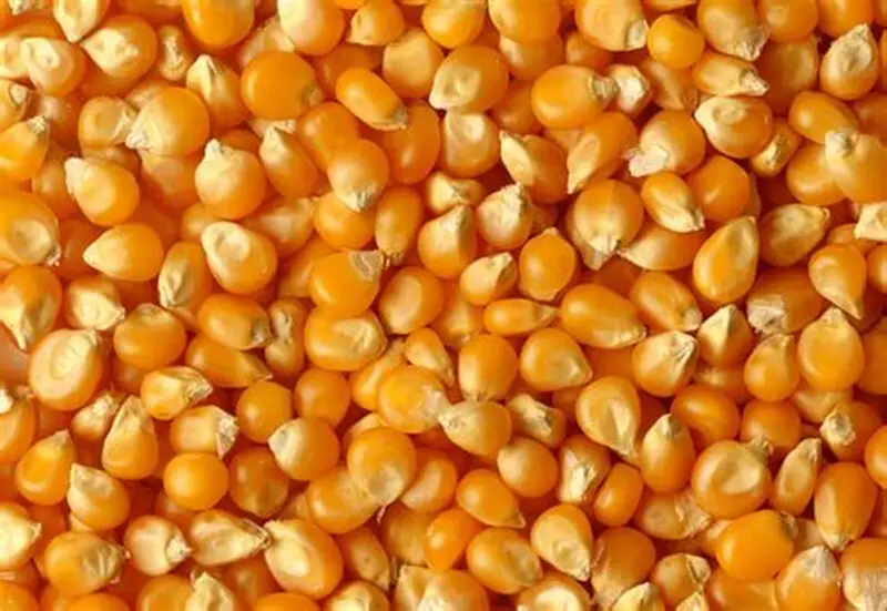 Maize