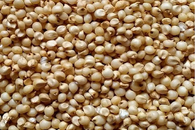 Millet